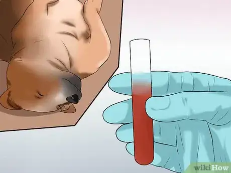 Image titled Diagnose Canine Infectious Hepatitis Step 11