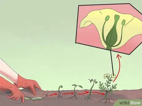 Image titled Grow Poppies Step 2