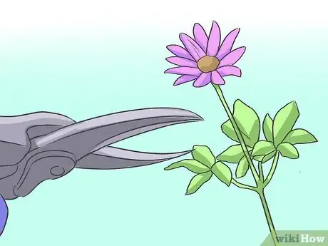 Image titled Grow Asters Step 16