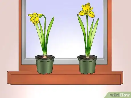Image titled Save and Replant Forced Seasonal Bulbs Step 4