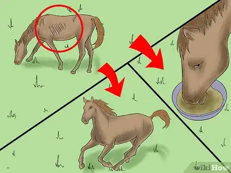 Image titled Prevent a Horse From Colicking Step 4