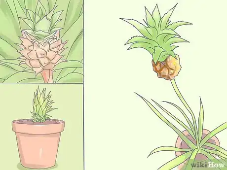Image titled Grow Dwarf Pineapples Step 6
