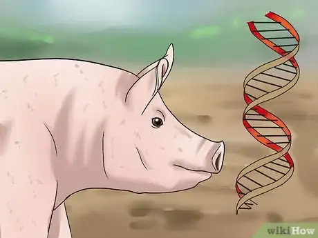 Image titled Pick out a Market Hog Step 4