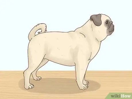 Image titled Choose a Pug Step 6