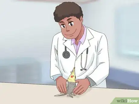 Image titled Treat Chlamydiosis in Cockatiels Step 2