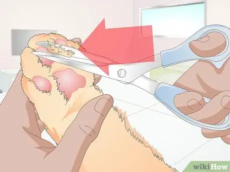 Image titled Keep a Cat Healthy Step 13