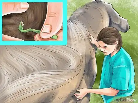Image titled Treat External Horse Parasites Step 9