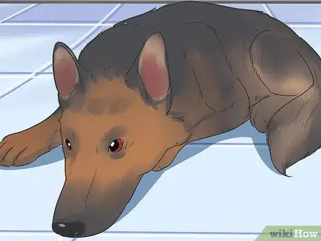 Image titled Diagnose Epilepsy in German Shepherds Step 1