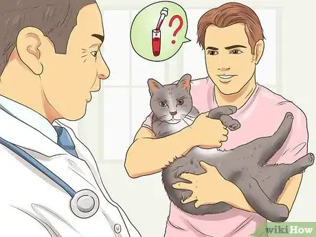 Image titled Treat a Limping Cat Step 8