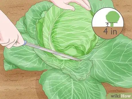 Image titled Harvest Cabbage Step 4