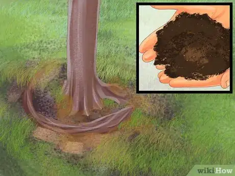 Image titled Grow Olives Step 10