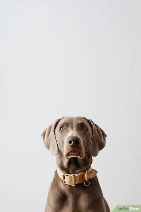 Image titled Dog_Photoshop_Course_Lesson3