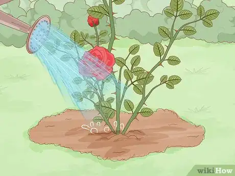 Image titled Plant Bare Root Roses Step 16