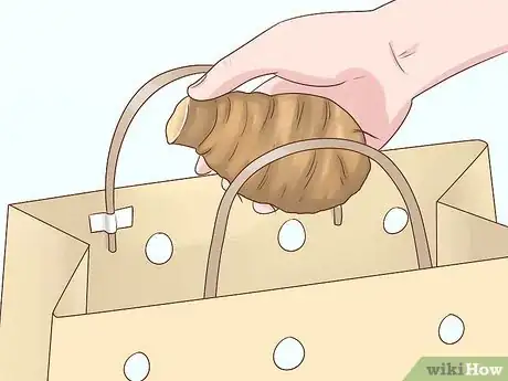 Image titled Grow Elephant Ear Plants Step 17