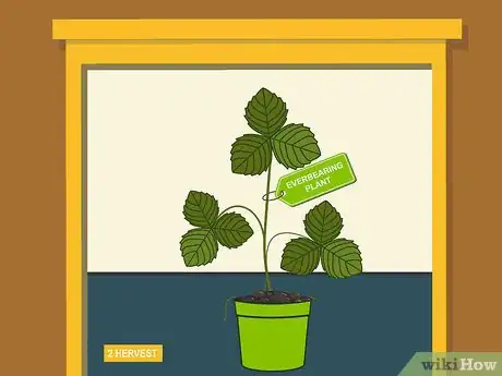 Image titled Grow Strawberries Step 03