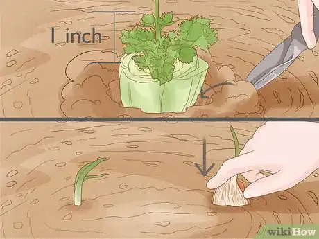 Image titled Regrow Vegetables Step 5