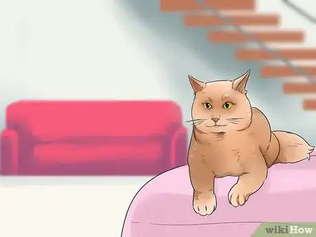 Image titled Care for a Balinese Step 4