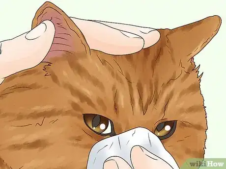 Image titled Care for an American Bobtail Cat Step 11