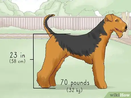 Image titled Identify an Airedale Terrier Step 1