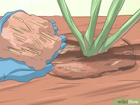 Image titled Grow Asters Step 13