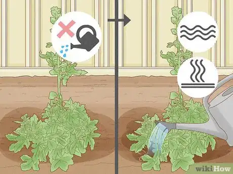 Image titled Propagate Hollyhocks Step 18