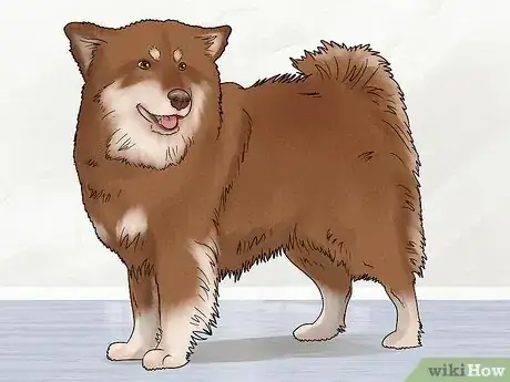 Image titled Identify a Finnish Lapphund Step 9