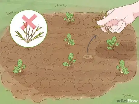 Image titled Grow Tatsoi Step 10