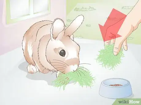 Image titled Care for Disabled Rabbits Step 9