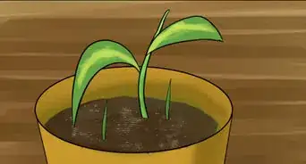 Propagate a Golden Pothos