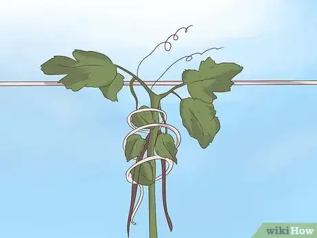 Image titled Prune Grape Vines Step 14