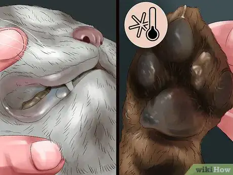 Image titled Detect and Treat Heart Murmurs in Cats Step 7