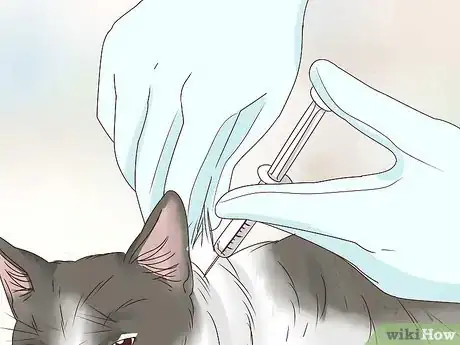 Image titled Prevent a Diabetic Emergency in Cats Step 13