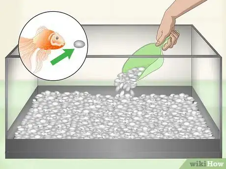Image titled Care for Fancy Goldfish Step 2