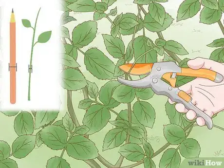 Image titled Prune Tea Roses Step 4