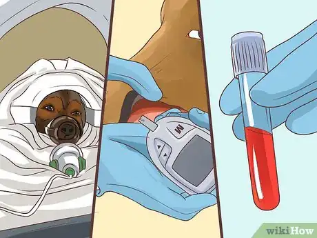 Image titled Diagnose Metabolic Disease in Older Dogs Step 8