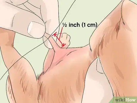 Image titled Whelp Large Breed Dogs Step 8