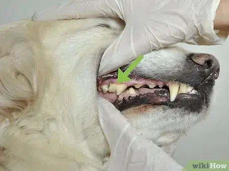 Image titled Diagnose Canine Periodontal Disease Step 9