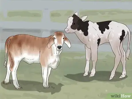 Image titled Raise Calves Step 6