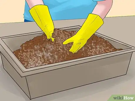 Image titled Grow Cannas Step 14