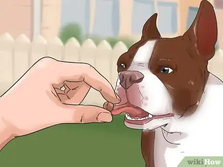 Image titled Get Your Dog to Stop Growling at You when Eating Step 12