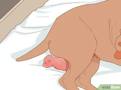 Image titled Deal with a Dog Pregnancy Step 12