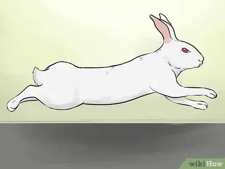 Image titled Select a Show Rabbit Step 12