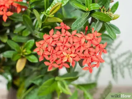 Image titled Make Floral Craft Arrangements Step 1