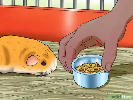 Image titled Prevent Malocclusion in Guinea Pigs Step 2