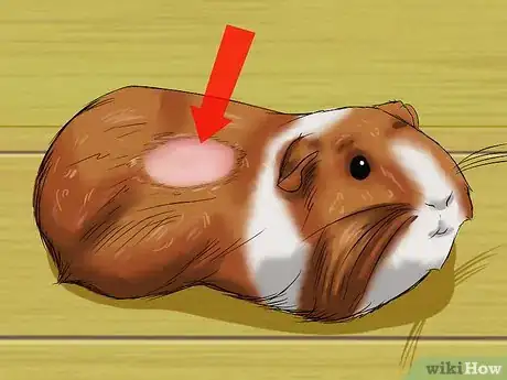 Image titled Know if a Pet Guinea Pig Is Ill Step 6