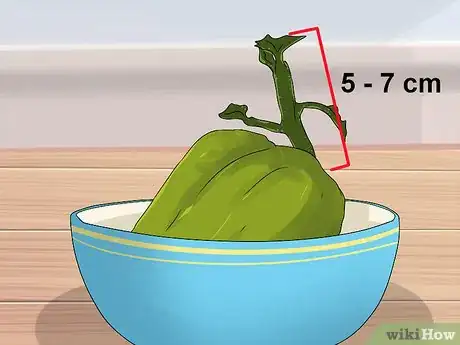 Image titled Grow a Choko Vine Step 2