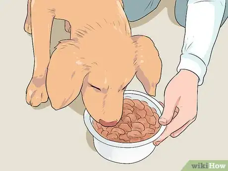 Image titled Make a Pet Love You Step 2