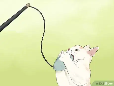 Image titled Take Care of a Japanese Bobtail Step 3