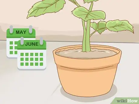 Image titled Grow Long Stem Roses at Home Step 7