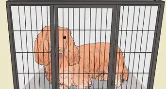 Keep Your Dog from Being Exposed to Household Poisons